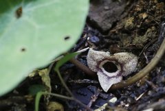 Asarum nipponicum nipponicum
