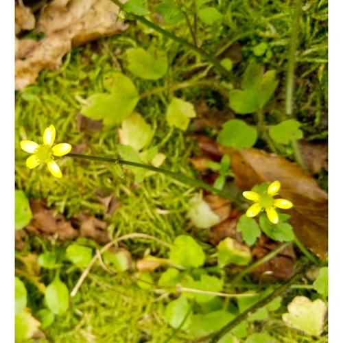 Ranunculus reflexus observed 2020-01-02