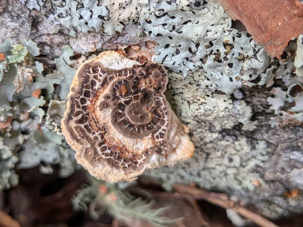 Trametes conchifer · November 2025 · photo: © kzoebel (iNaturalist, cc0)