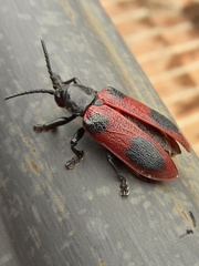 Coraliomela quadrimaculata