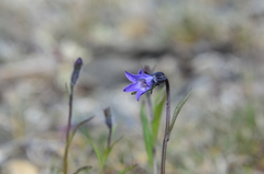 Campanula uniflora