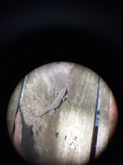 Hemidactylus platyurus image