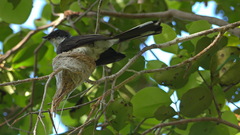 Rhipidura rufiventris