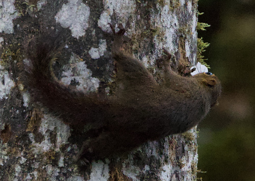 Western Dwarf Squirrel