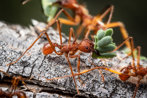 Chicatana Leafcutter Ant