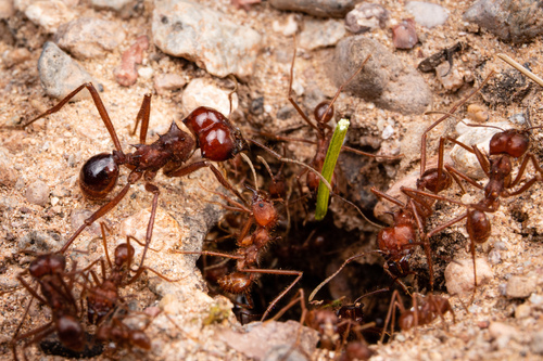 Chicatana Leafcutter Ant