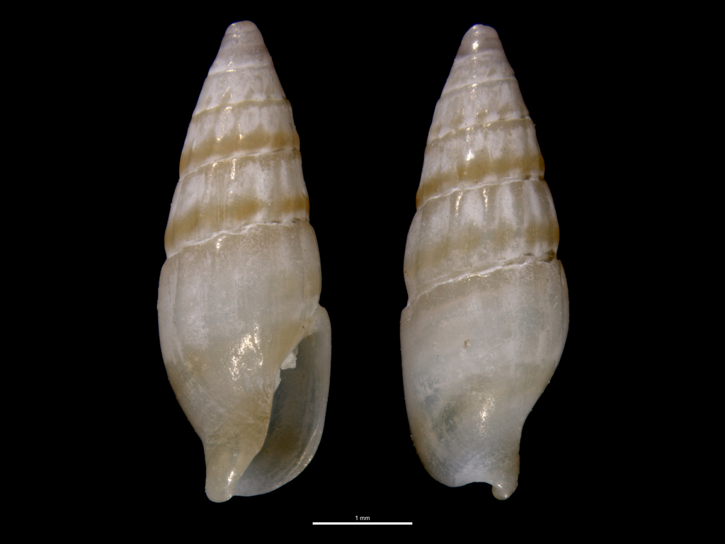 Zafra mitriformis