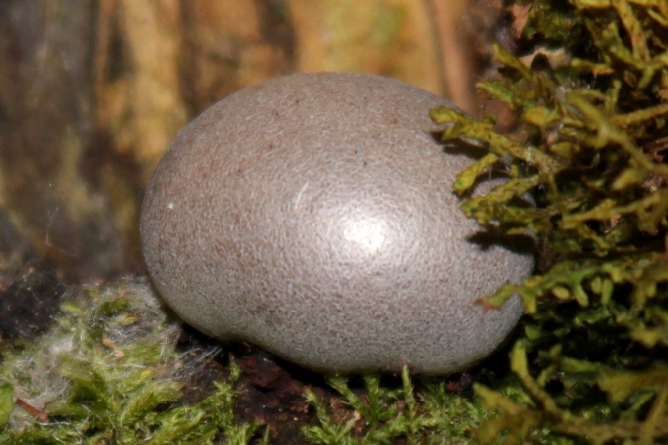 Lycogala flavofuscum · iNaturalist