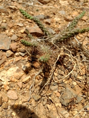 Opuntia pumila