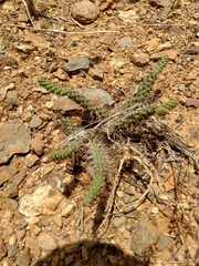Opuntia pumila