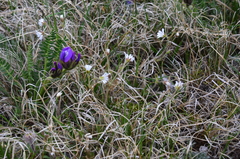 Cerastium nigrescens arcticum
