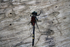 Leucorrhinia orientalis