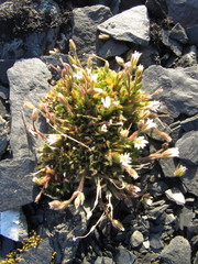 Cerastium nigrescens arcticum