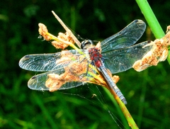 Leucorrhinia orientalis