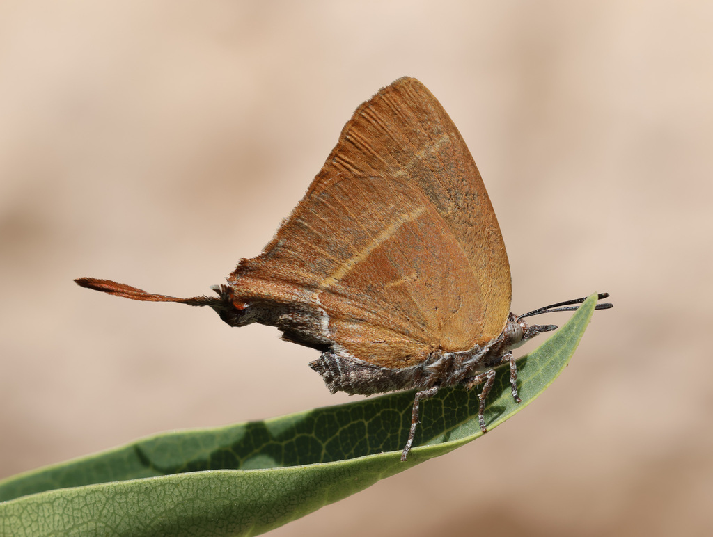 Myrinini