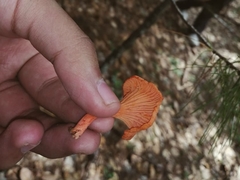 Cantharellus coccolobae