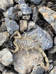 Centruroides exilicauda