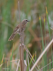Turdoides hartlaubii