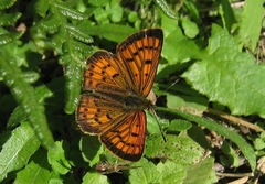 Lycaena salustius