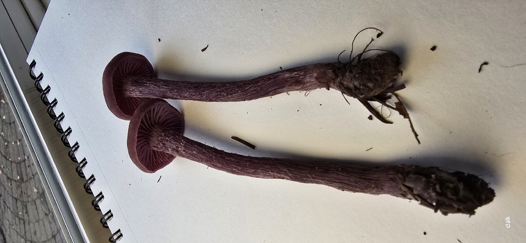 Laccaria amethysteo-occidentalis · November 2025 · photo: © akreager (iNaturalist, cc-by)