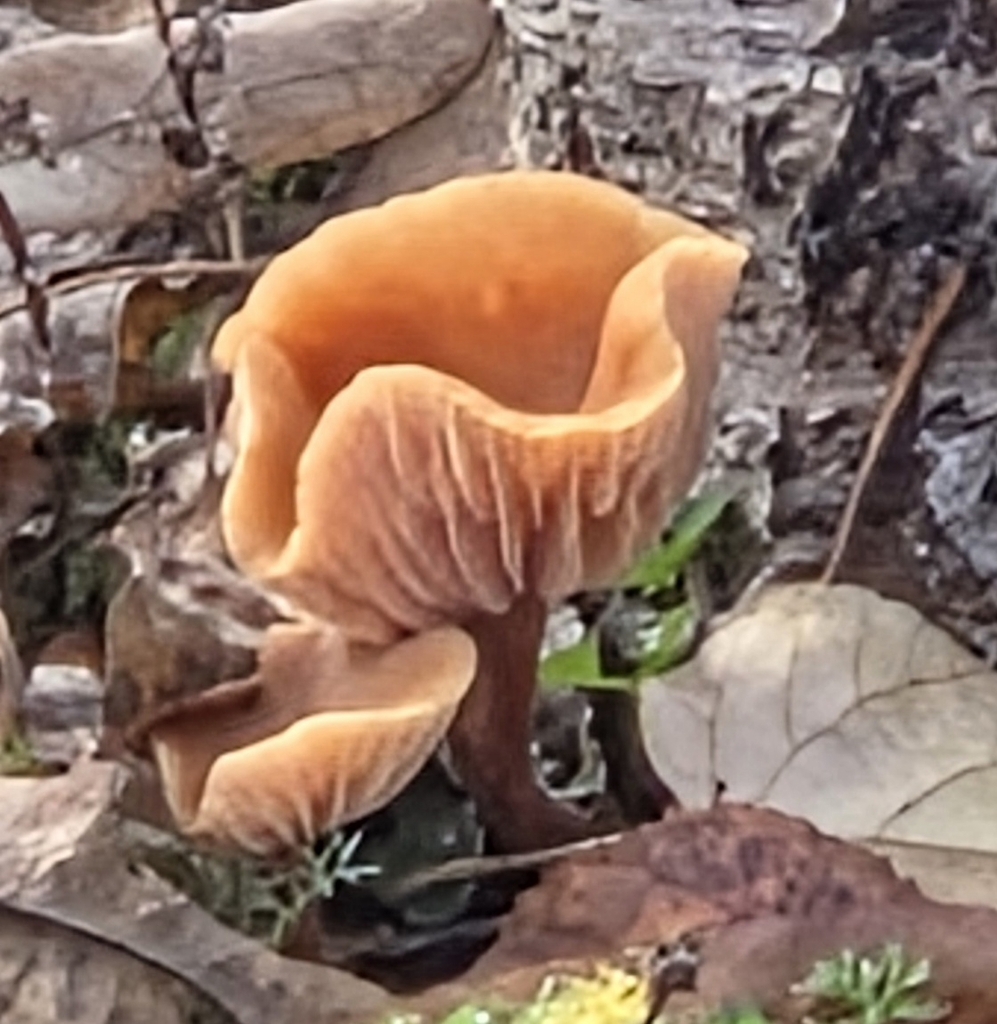 Laccaria laccata · November 2025 · photo: © dustinwieser (iNaturalist, cc-by-sa)
