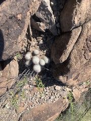 Mammillaria pottsii