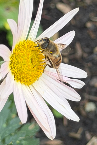Unknown species found near S Old Middletown Rd, Media, PA, US