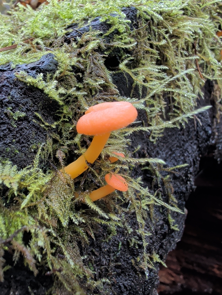 Chrysomphalina aurantiaca · November 2025 · photo: © nolandmartin (iNaturalist, cc-by)