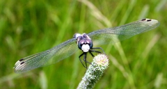 Leucorrhinia caudalis
