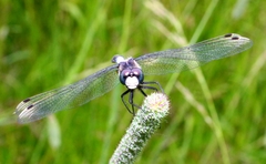 Leucorrhinia caudalis