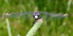 Leucorrhinia caudalis