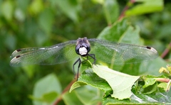 Leucorrhinia caudalis