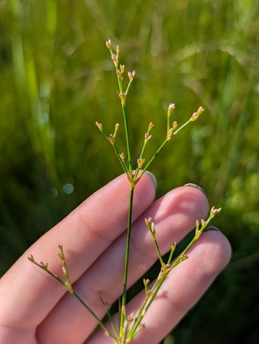 Small-head Rush (Juncus brachycephalus)
