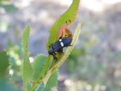 Dicordylus binotatus