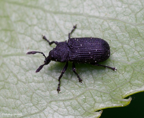 Magdalis exarata