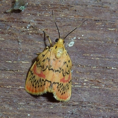 Barsinella mirabilis