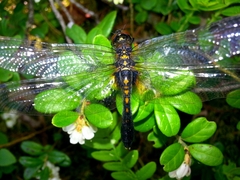Leucorrhinia caudalis