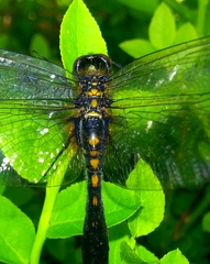 Leucorrhinia caudalis