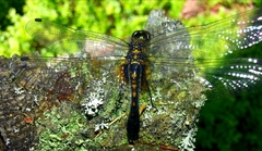 Leucorrhinia caudalis