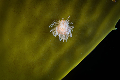 Staurocladia observed 2025-10-24