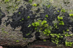 Chaetosphaerella phaeostroma