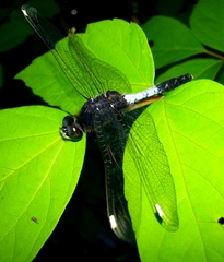Leucorrhinia caudalis