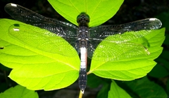 Leucorrhinia caudalis