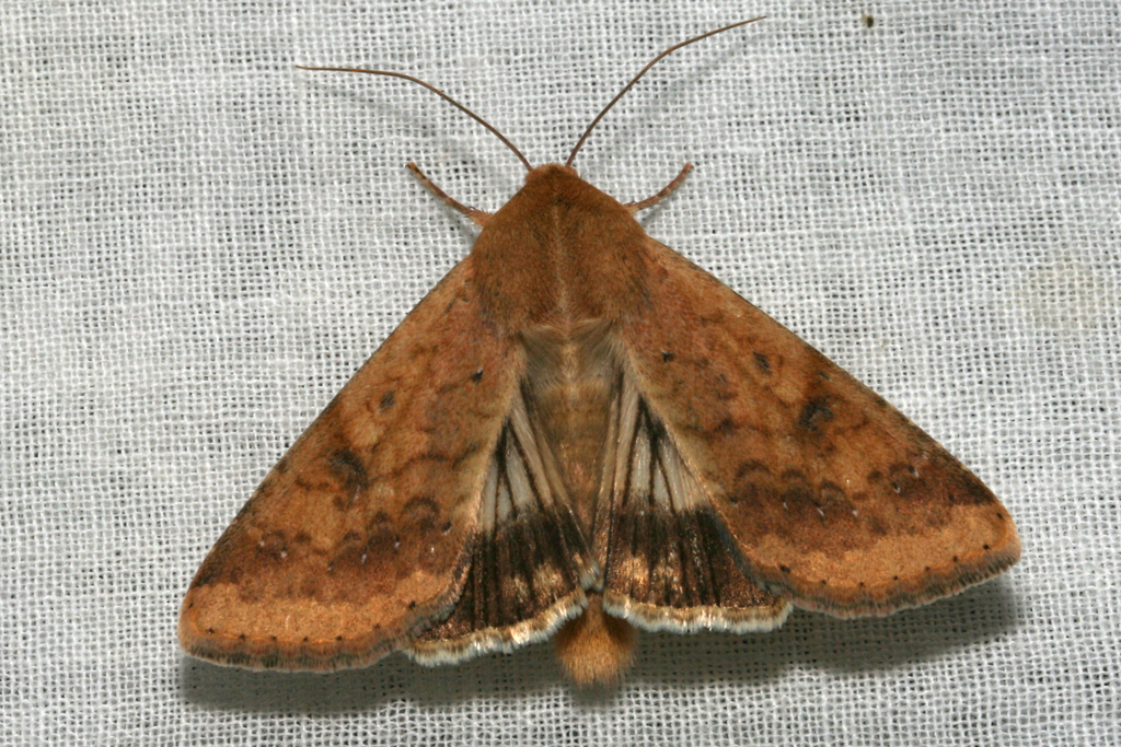 Corn Earworm Moth from Jay County, IN, USA on September 29, 2019 at 09: ...