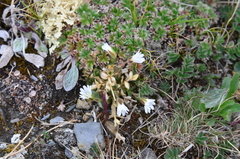 Cerastium bialynickii