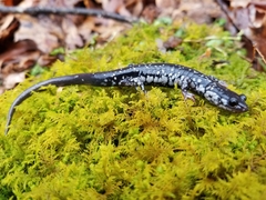 Plethodon kentucki