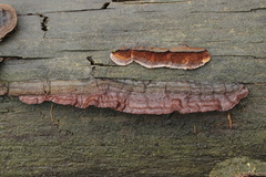 Gloeophyllum trabeum