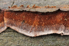 Gloeophyllum trabeum