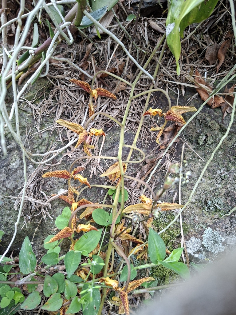 Gongora gratulabunda