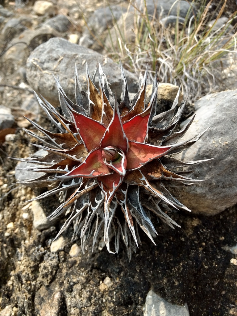 Agave convallis 'Mitla Magic' (Mitla Magic Agave)